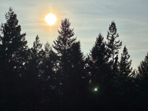 Stromleitungsfreischnitt