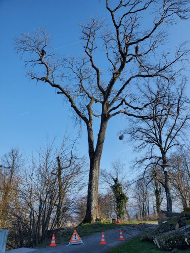 Einkürzung von Esche